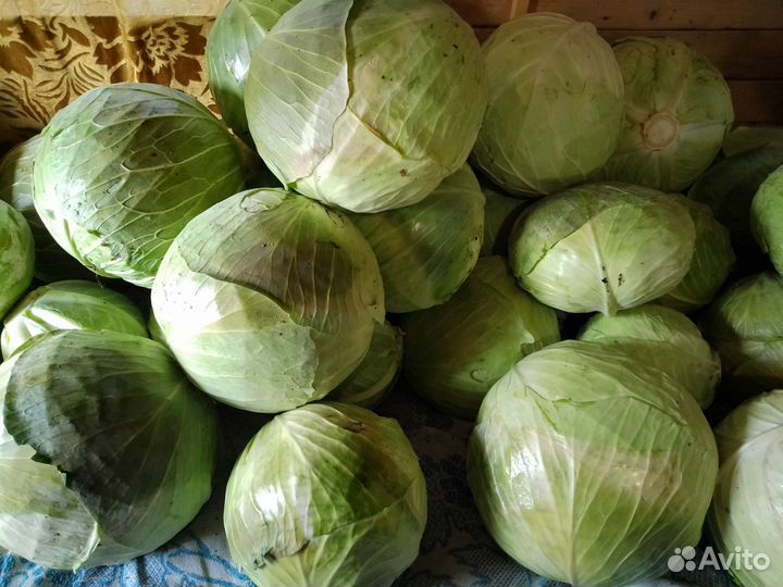 Капуста белокочанная
