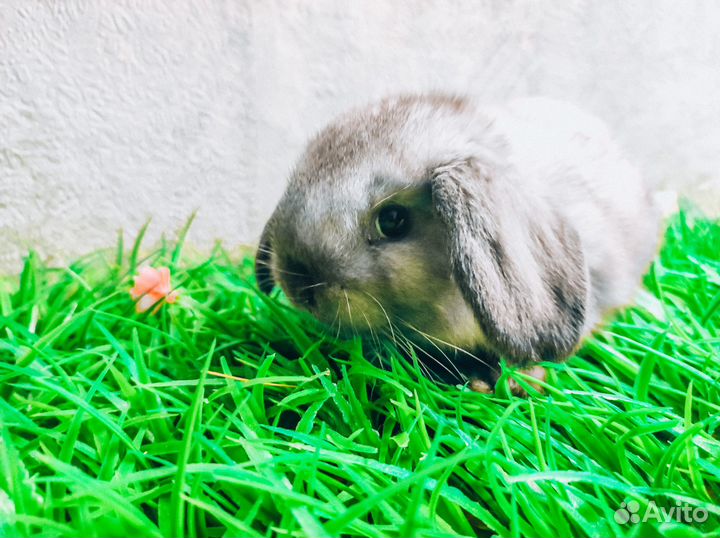 Карликовый кролик - самый маленький