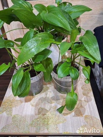 Дримиопсис