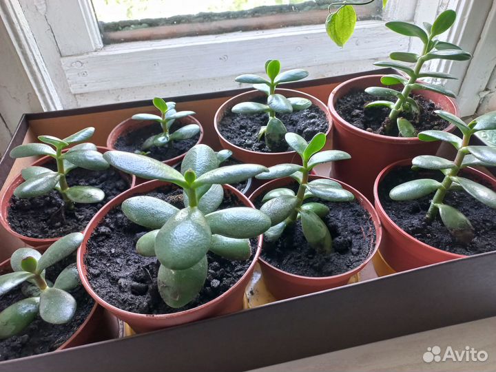 Щучий хвост,денежное дерево,алоэ
