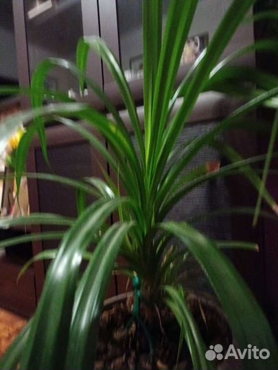 Пандаус пальма