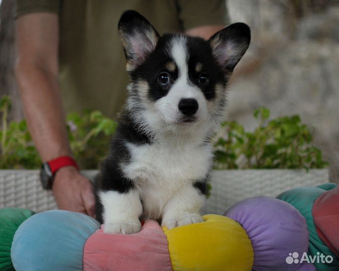 Вельш-корги пемброк