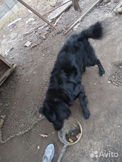 Собака в добрые руки отдам бесплатно