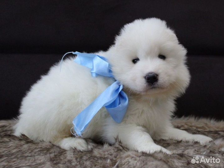 Щенки самоеда