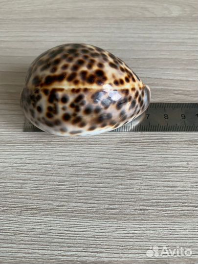 Натуральная морская ракушка Ципрея Тигрис 7см