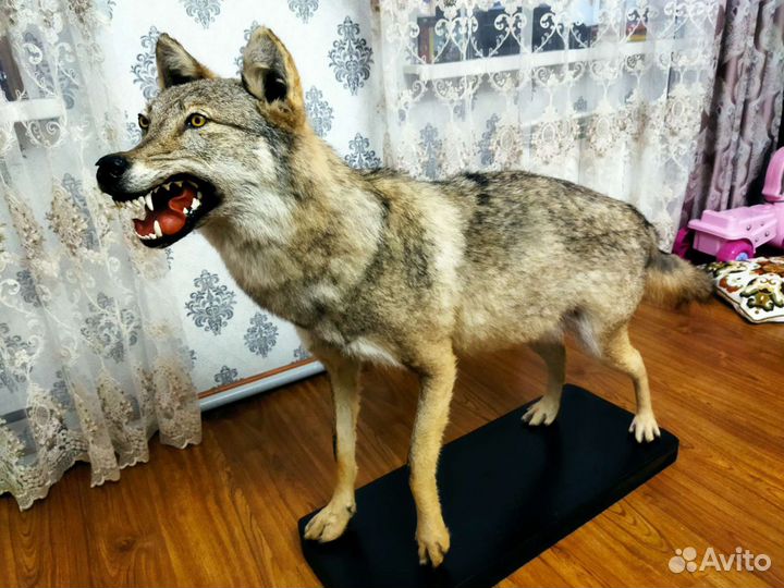 Чучело волка