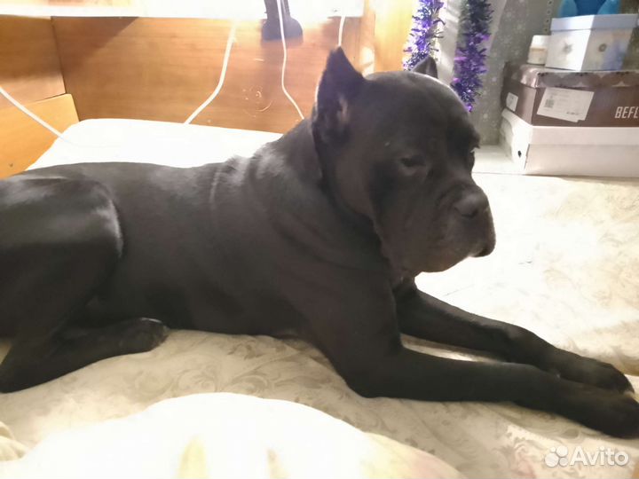 Вязка кане корсо