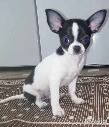 Маленькая собака чихуахуа