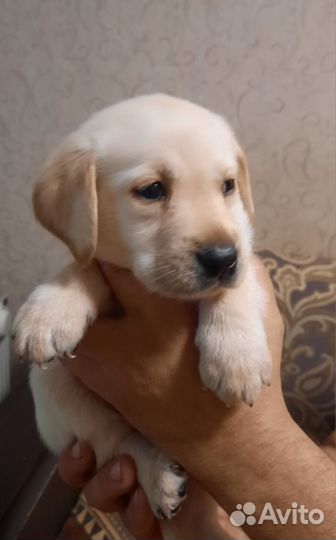 Щенки лабрадора