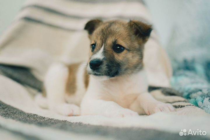 Щенок в добрые руки