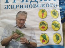 Грядка Жириновского семена