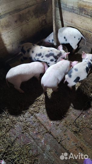 Поросята