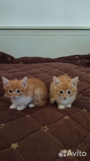 Котята бесплатно