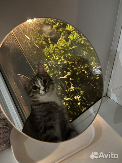 Отдам даром кота