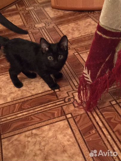 Котята