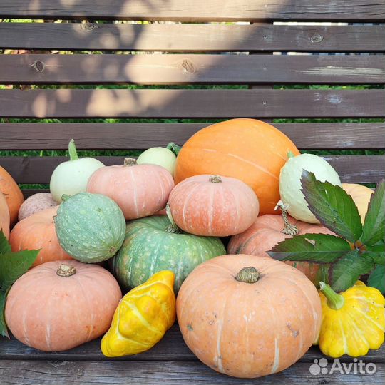 Тыква кормовая