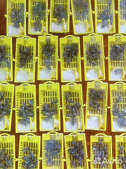 Матки Карника F 1