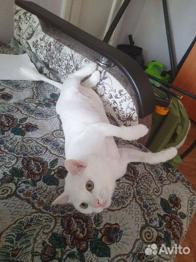 Ветеринарный врач выезд на дом