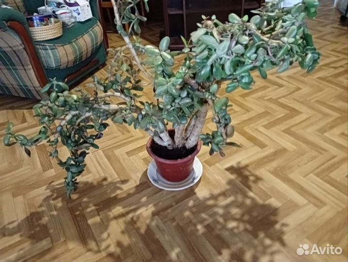 Денежное дерево толстянка крассула