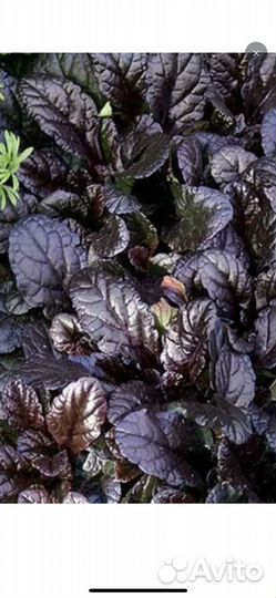 Пион Кора стаббс и другие растения для сада