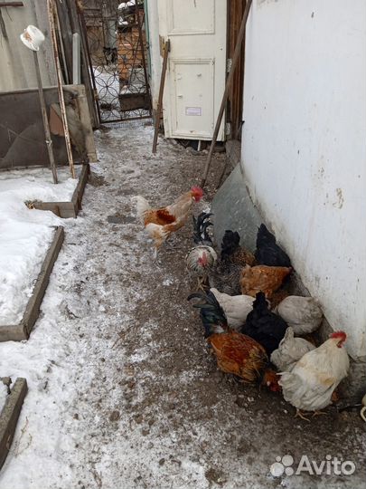 Продам петуха