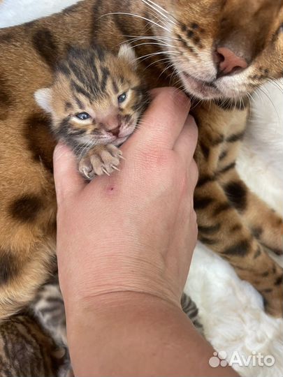 Бенгальская кошка