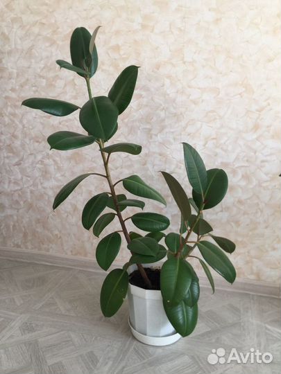 Фикус крупнолистовой каучуконосный