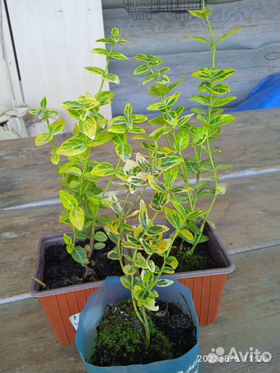 Кизильник стелющийся, бересклет