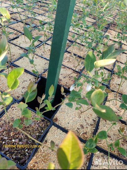 Саженцы голубики