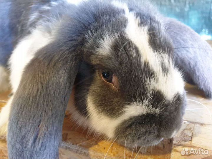 Кролики породы Французский баран и Рекс