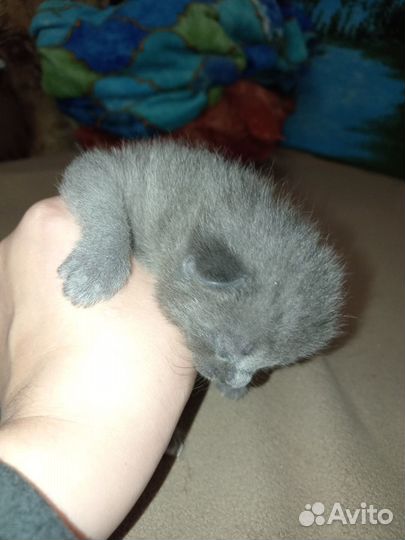 Британка - девоч