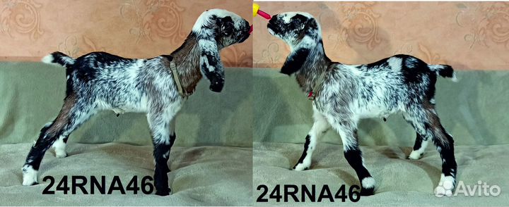 Англо нубийские козлята