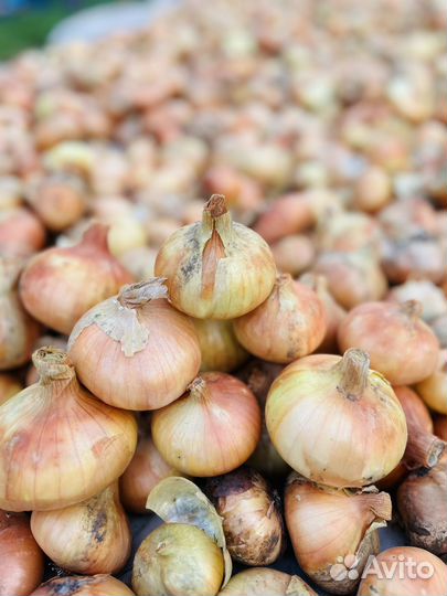 Домашний деревенский лук