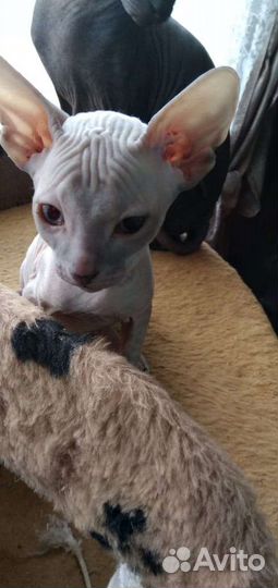 Донской сфинкс