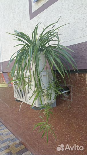 Комнатные цветы