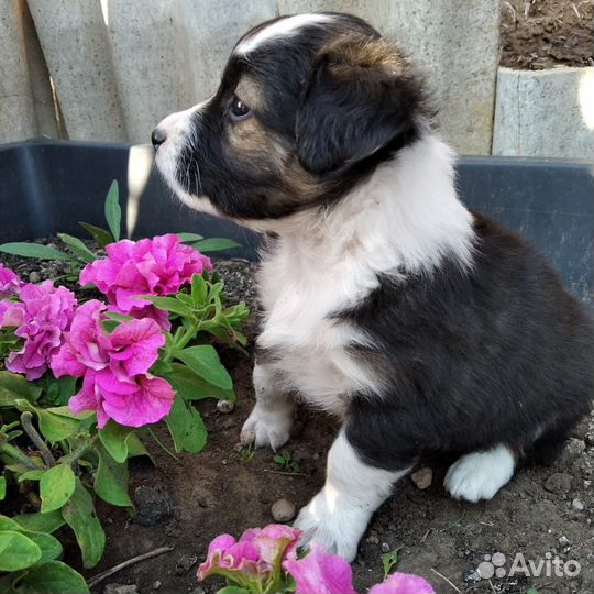 Щенки в добрые руки