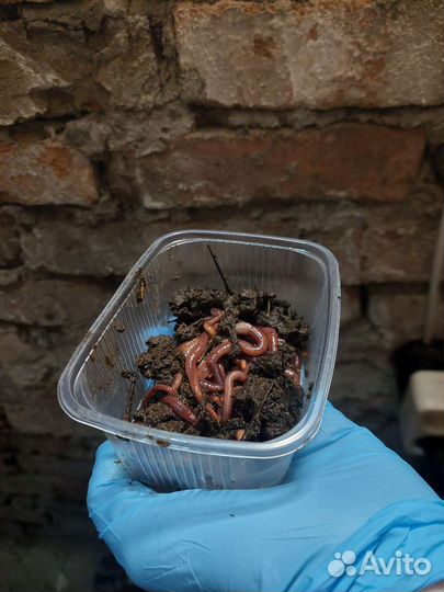 Черви для рыбалки