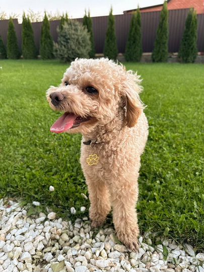 Кабель для вязки Той-пудель