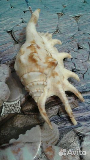 Морские раковины. 2штуки