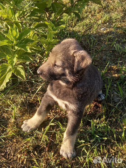 Отдам бесплатно щенки