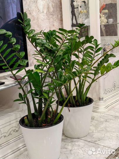 Замиокулькас