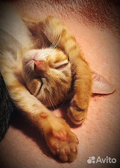 Рыжик в добрые руки