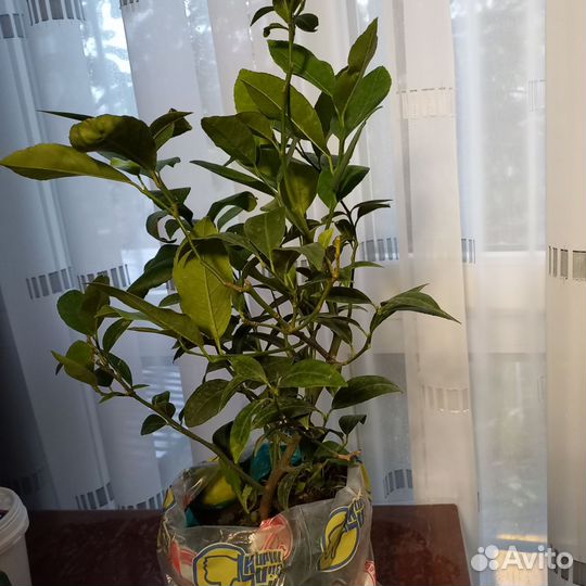 Саженцы лимона сорт мейер