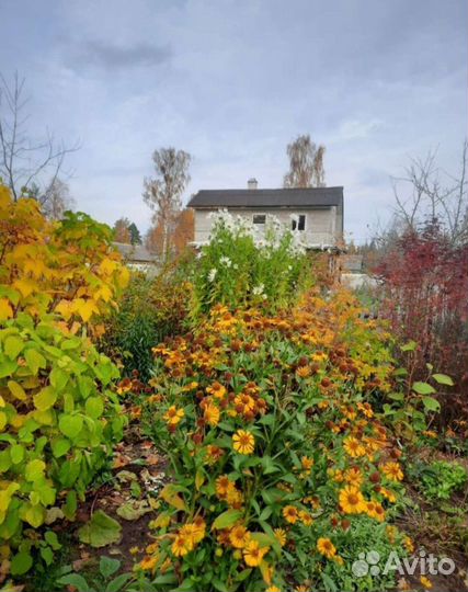 Астра осенняя, Гелениум, Ромашка канадская