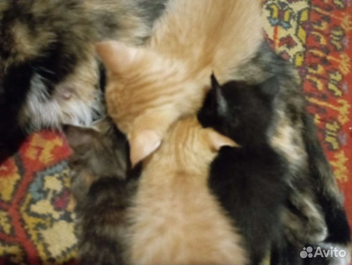 Кошка в дар бесплатно