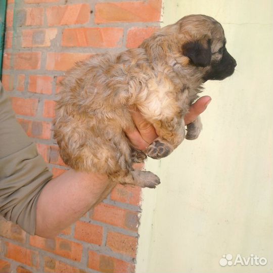 Щеночки в добрые руки