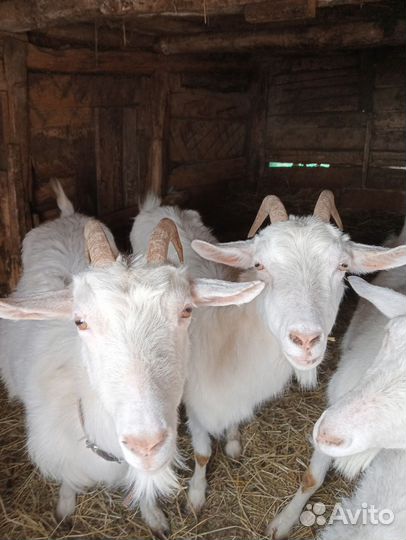 Коза дойная молочная и козлята