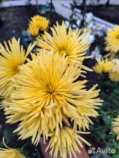 Хризантемы