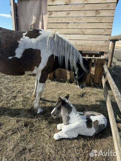 Лошадь кобыла