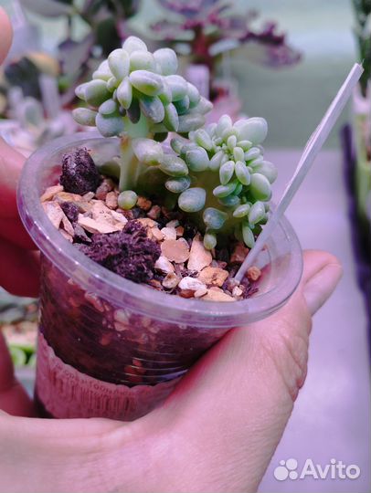 Суккуленты